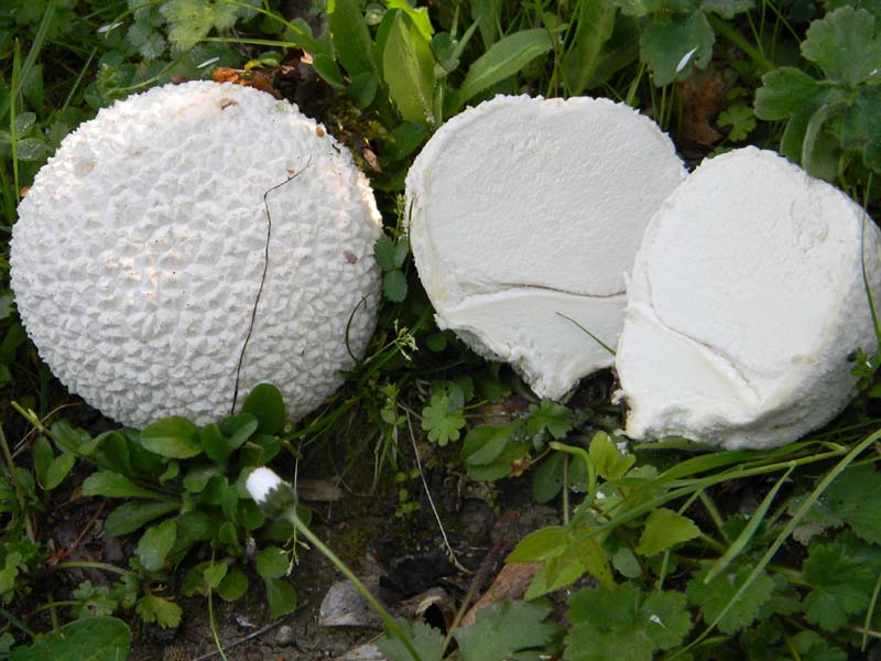 Ritrovamento del 12.04.2011.Calvatia utriformis