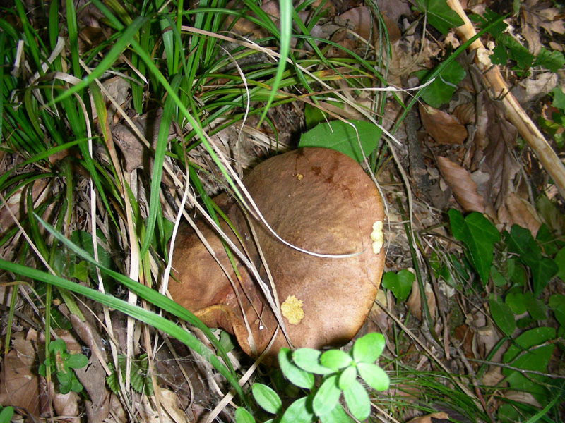 Ritrovamenti di giugno sotto latifoglia prevalenza Faggio