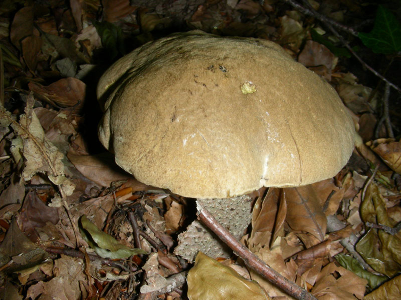 Ritrovamenti di giugno sotto latifoglia prevalenza Faggio