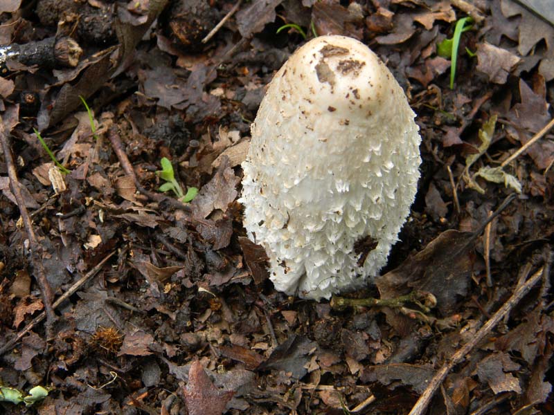 Fotografati il 15.04.2011.Coprinus (cinereus?)