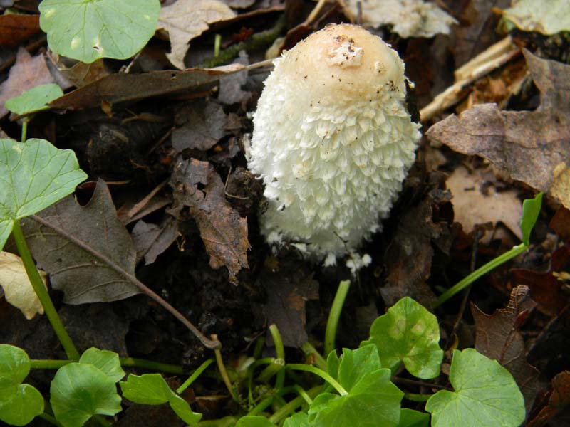 Fotografati il 15.04.2011.Coprinus (cinereus?)