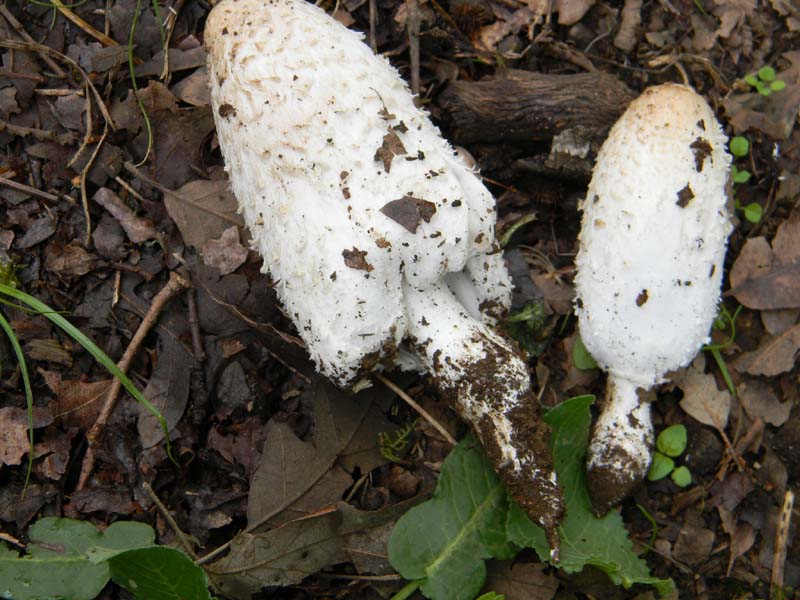 Fotografati il 15.04.2011.Coprinus (cinereus?)