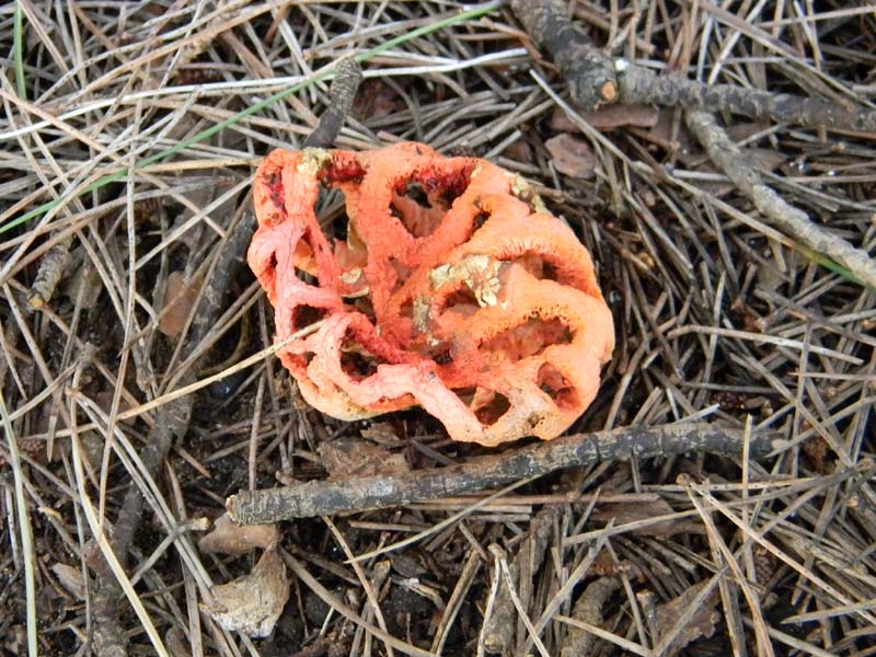 Clathrus ruber fotog.il16.04.2011.