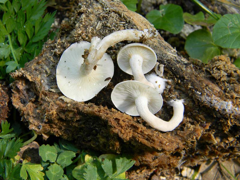 Clitocybe lignatilis fotog.il 19.04.2011.