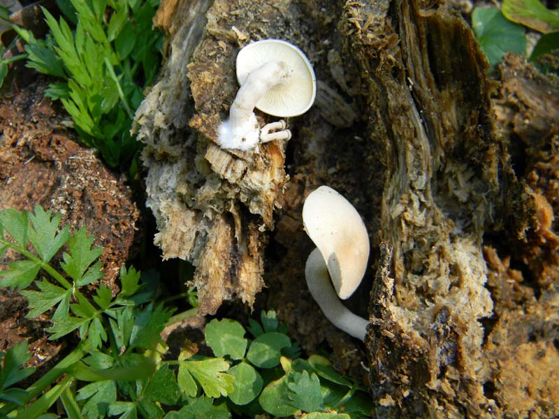 Clitocybe lignatilis fotog.il 19.04.2011.