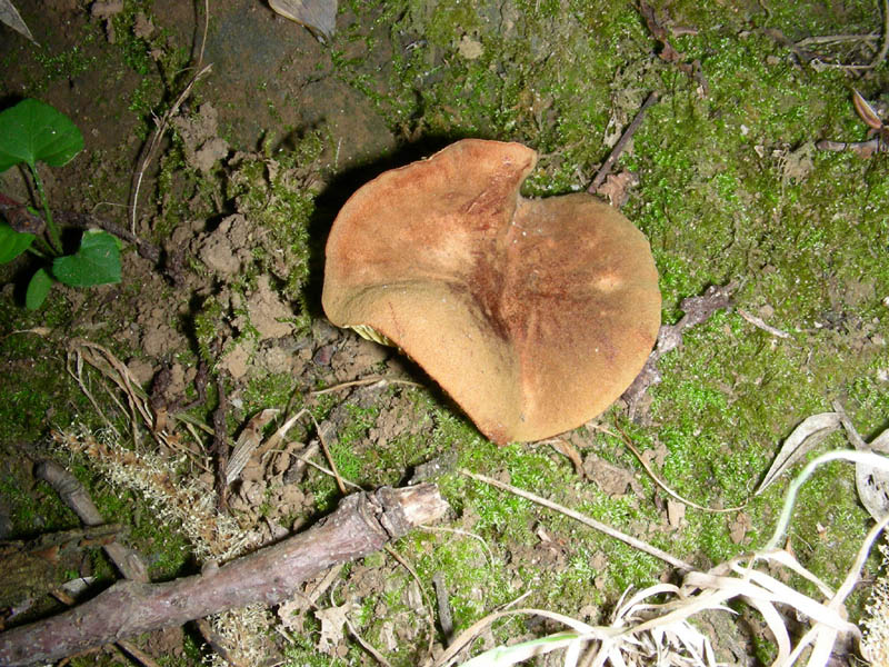 Phylloporus rodoxantus fotog.il 13.07.2010.