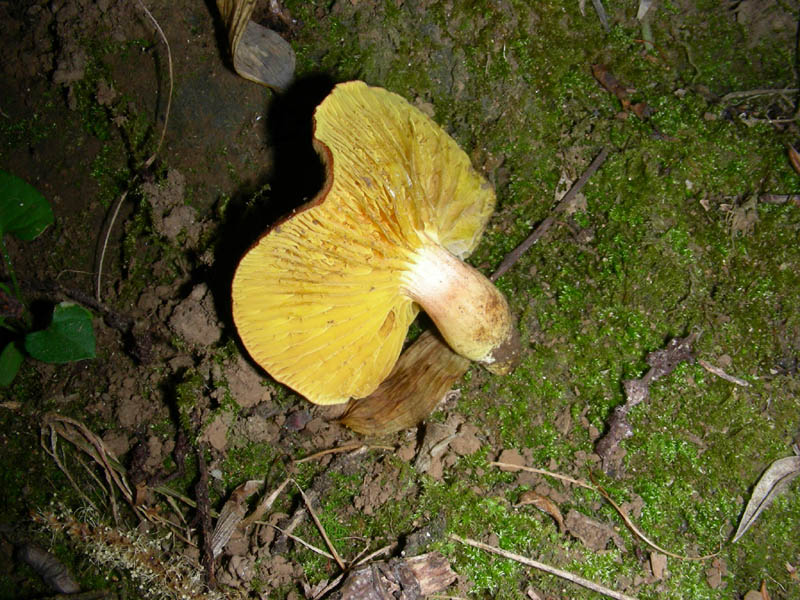 Phylloporus rodoxantus fotog.il 13.07.2010.