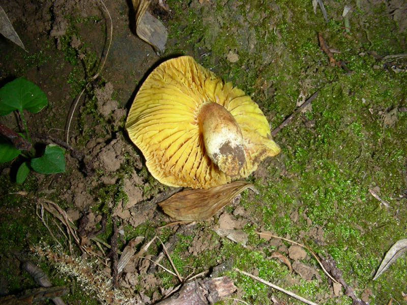 Phylloporus rodoxantus fotog.il 13.07.2010.