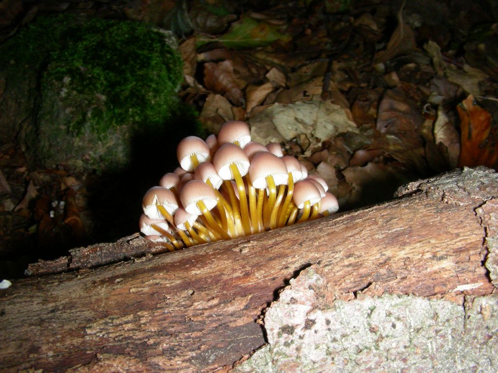 Vecchio ritrovamento fot. settembre sotto Faggio