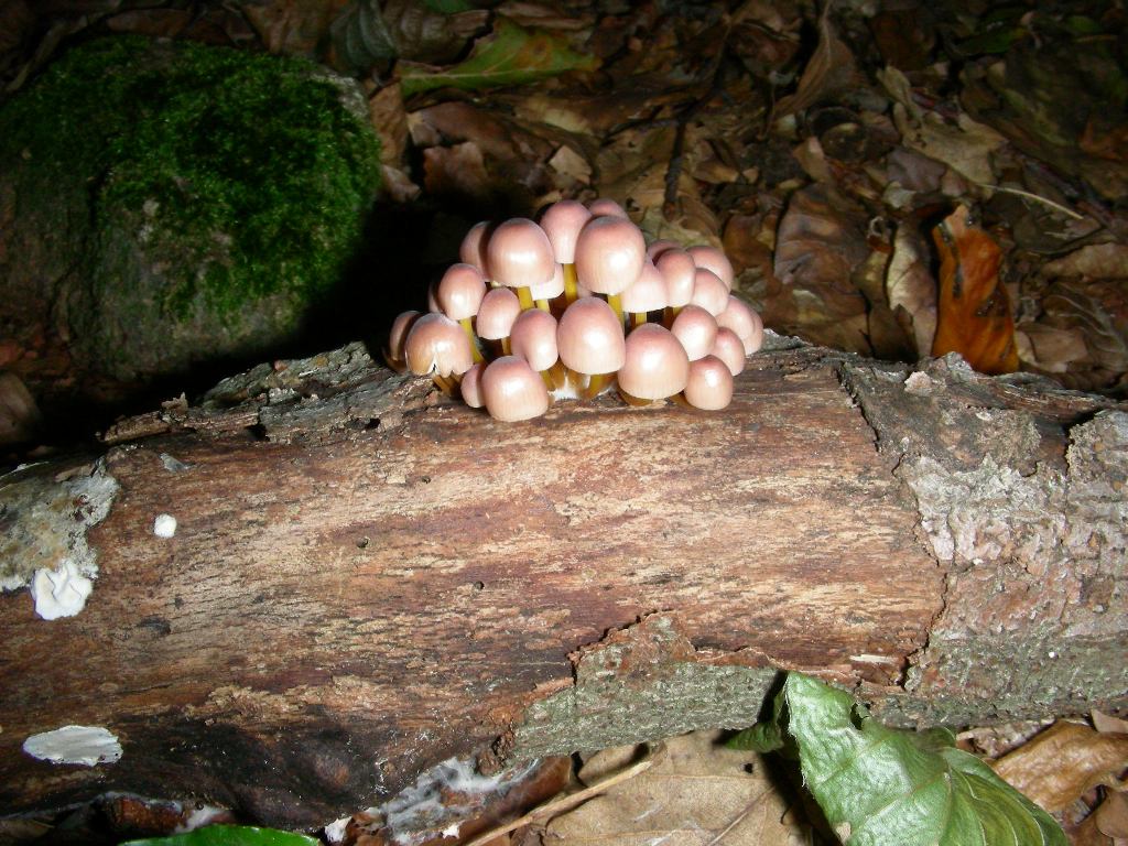 Vecchio ritrovamento fot. settembre sotto Faggio