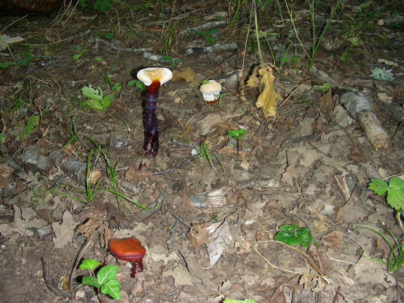 Ganoderma lucidum fotog.il.03.08.2010