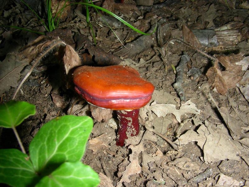 Ganoderma lucidum fotog.il.03.08.2010