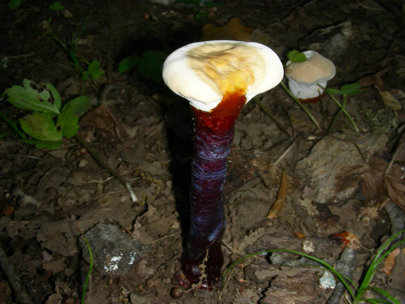 Ganoderma lucidum fotog.il.03.08.2010