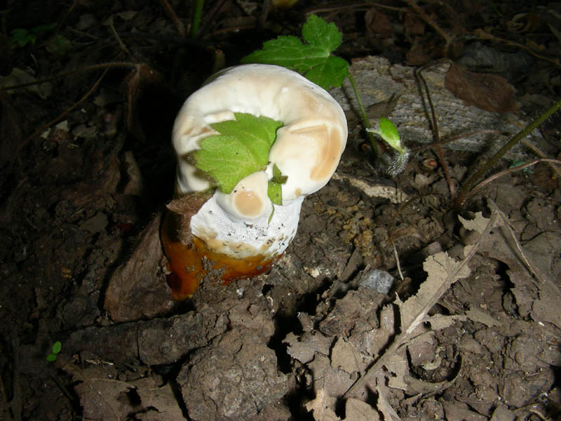 Ganoderma lucidum fotog.il.03.08.2010