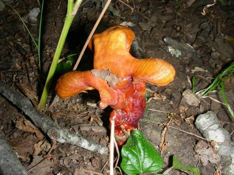 Ganoderma lucidum fotog.il.03.08.2010