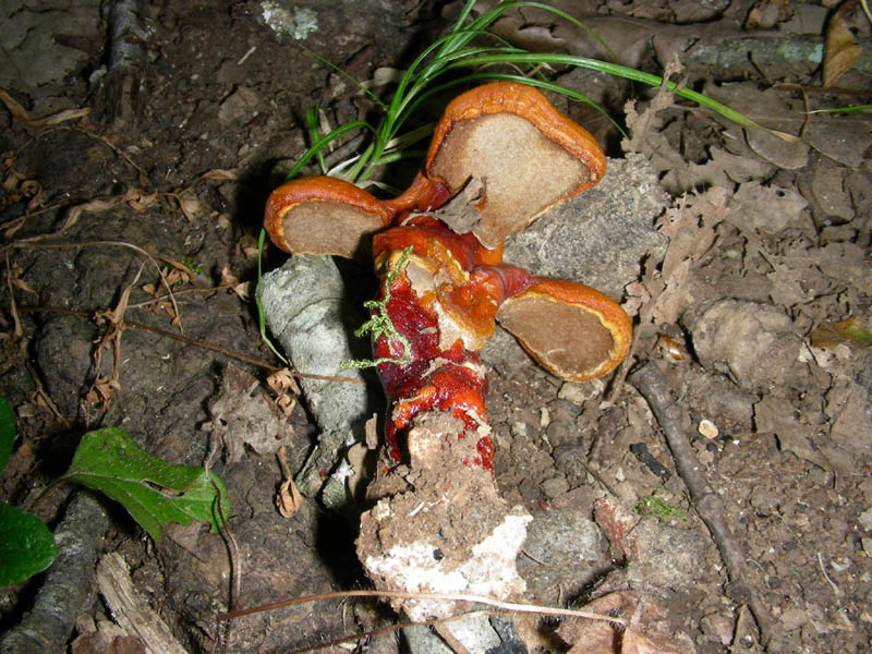 Ganoderma lucidum fotog.il.03.08.2010