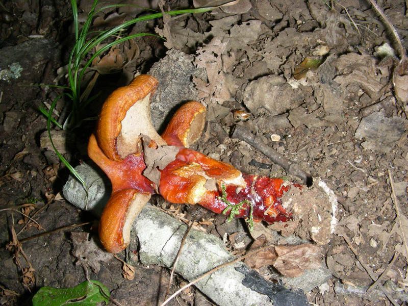 Ganoderma lucidum fotog.il.03.08.2010