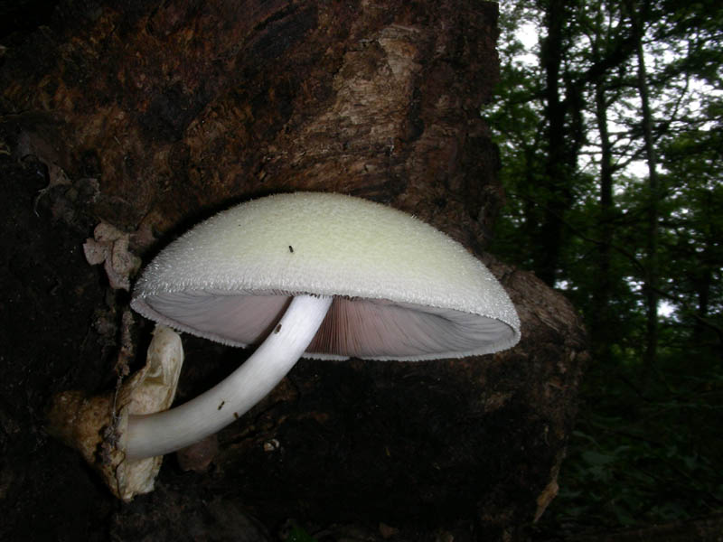 Altre Volvariella bombacina fotografate il 03.08.2010.