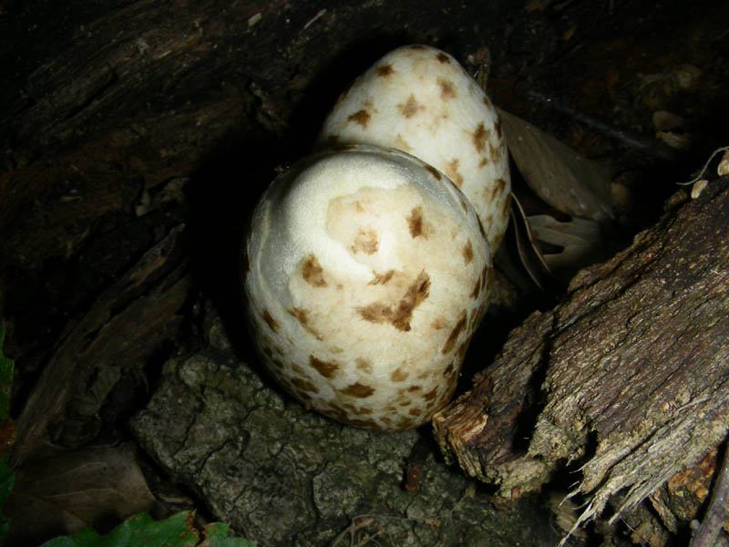 Altre Volvariella bombacina fotografate il 03.08.2010.