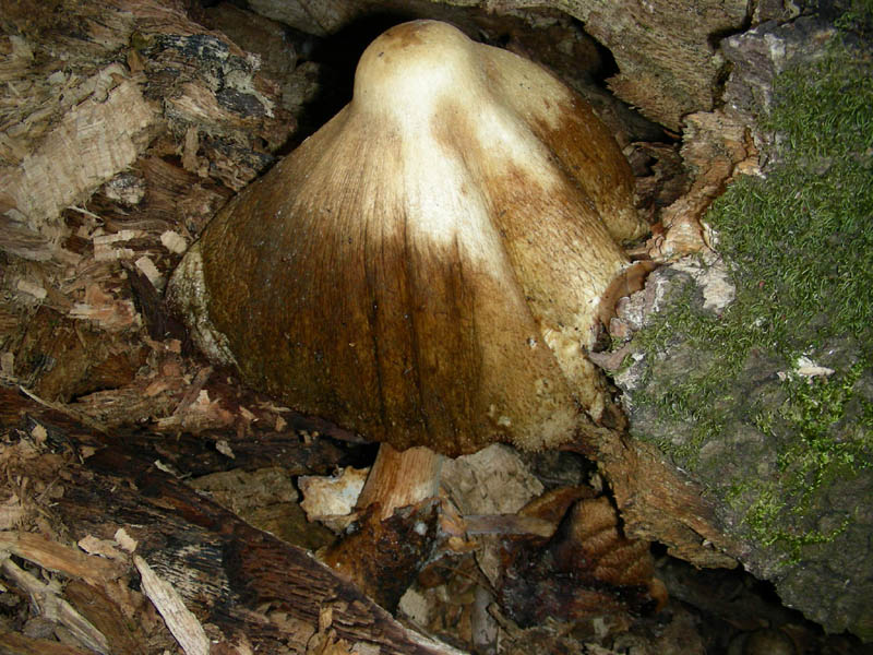 Altre Volvariella bombacina fotografate il 03.08.2010.