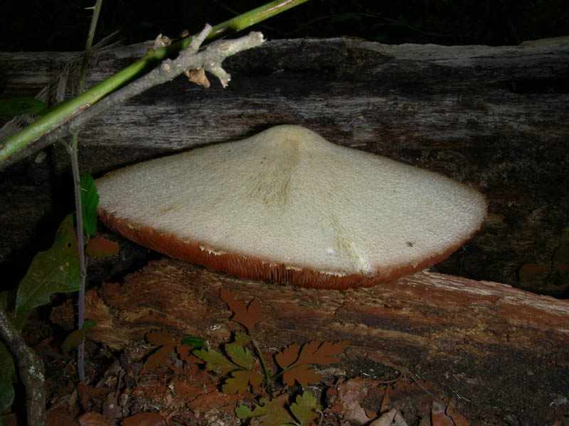 Altre Volvariella bombacina fotografate il 03.08.2010.