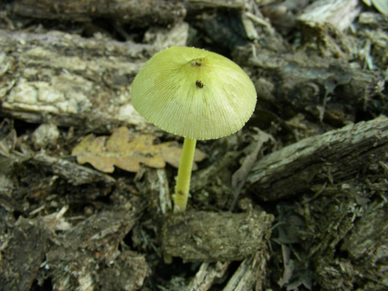 Pluteus leoninus fotog.il 6.08.2010.