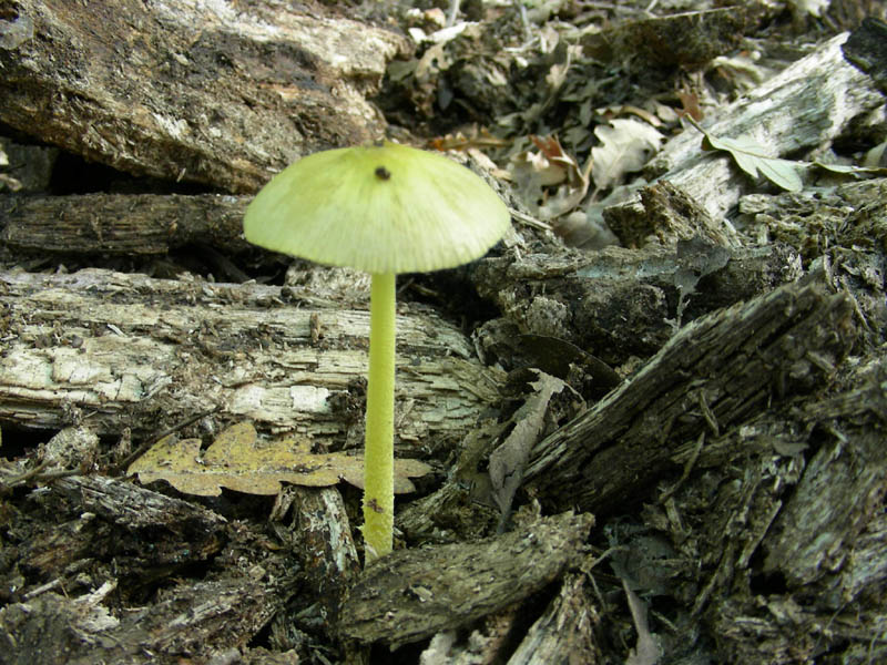 Pluteus leoninus fotog.il 6.08.2010.