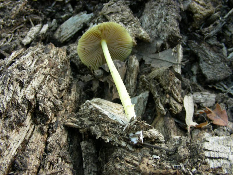 Pluteus leoninus fotog.il 6.08.2010.