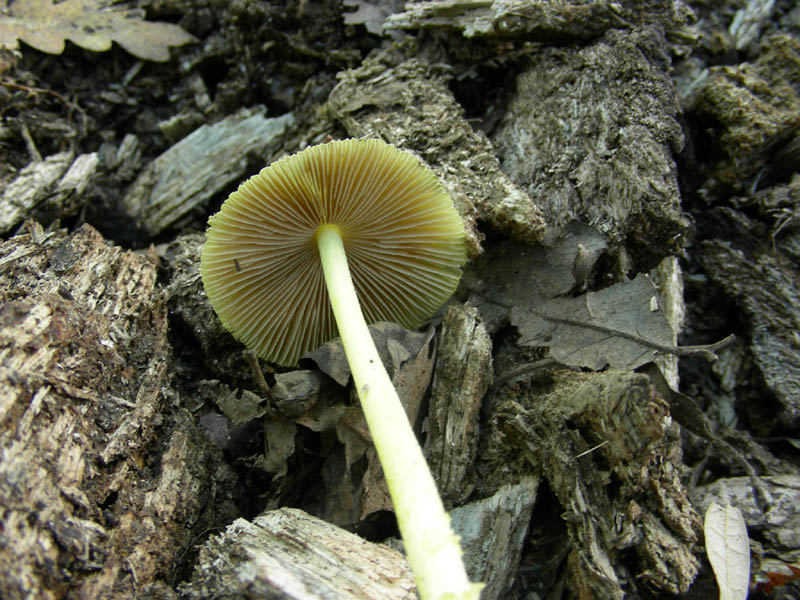 Pluteus leoninus fotog.il 6.08.2010.