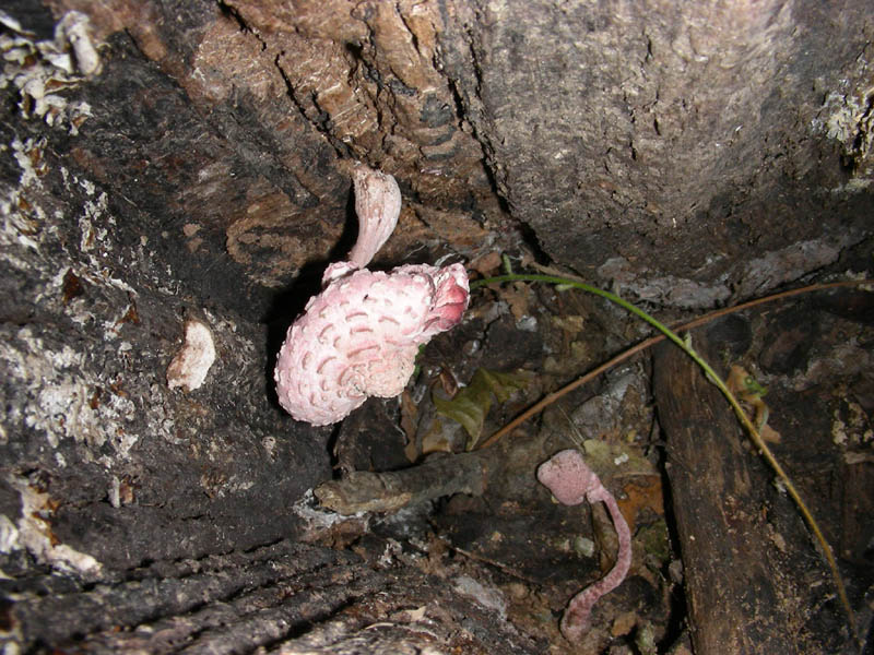 Leucoagaricus americanus in pessime condizioni