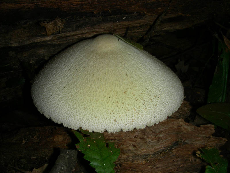 Volvariella bombycina in ottime condizioni f.il 10.08.2010.