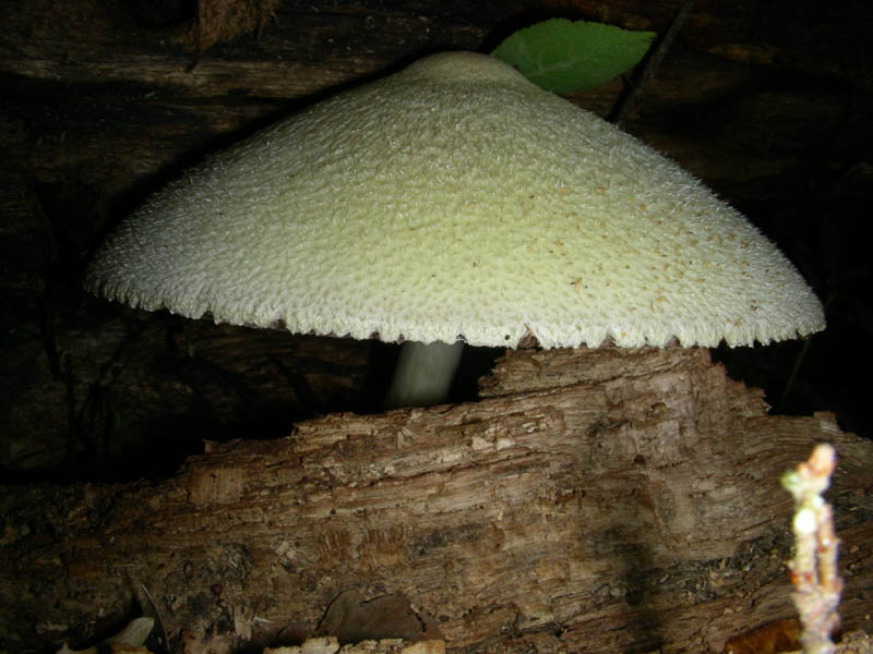 Volvariella bombycina in ottime condizioni f.il 10.08.2010.