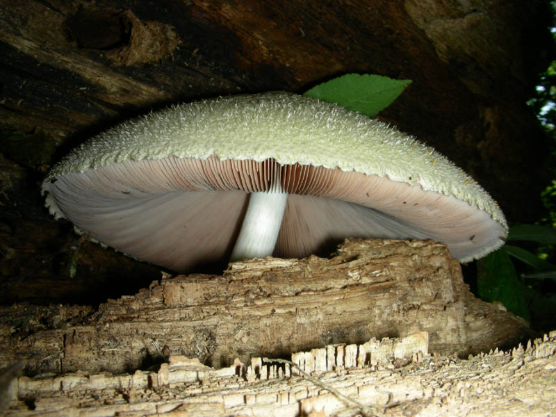 Volvariella bombycina in ottime condizioni f.il 10.08.2010.