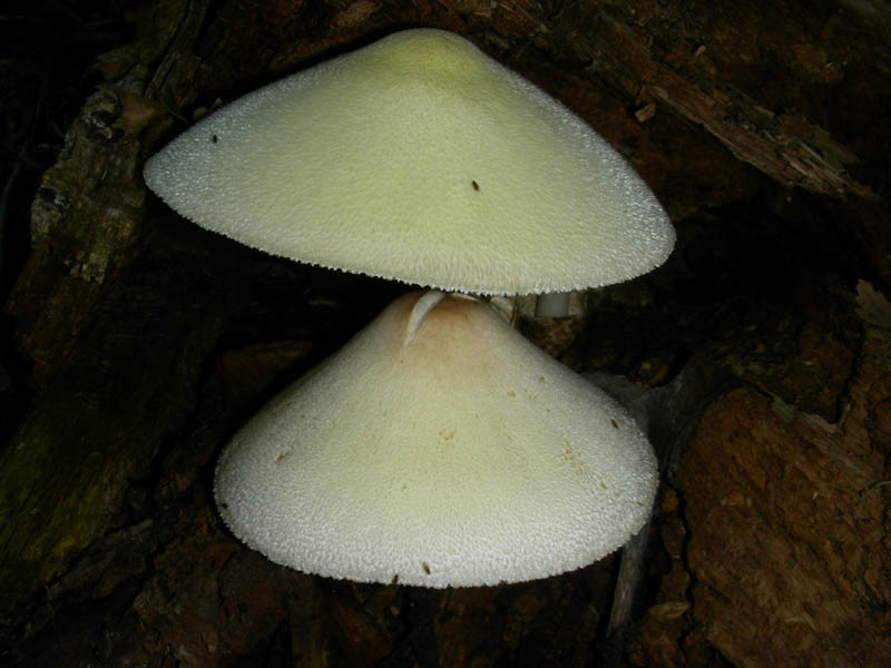 Volvariella bombycina in ottime condizioni f.il 10.08.2010.