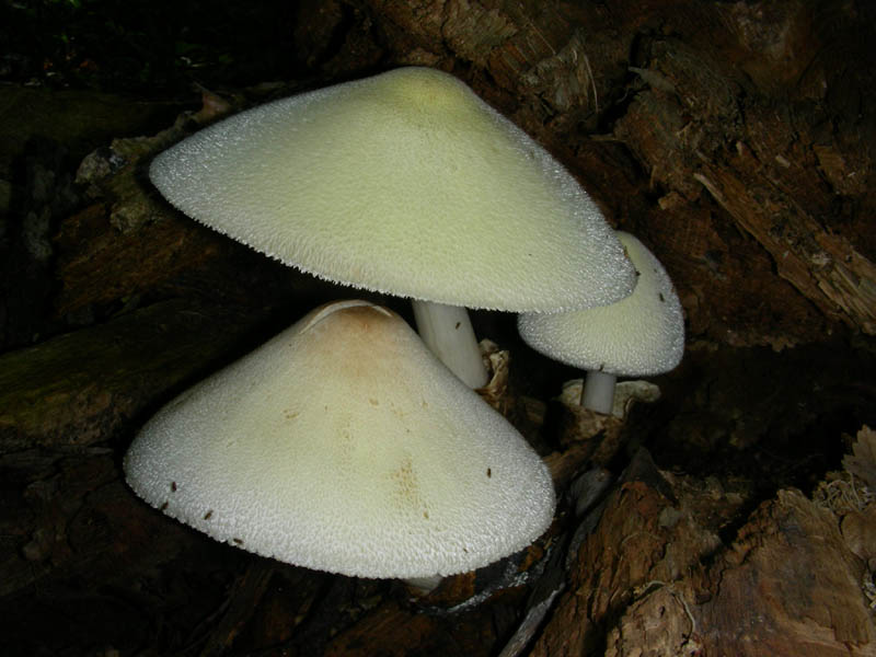 Volvariella bombycina in ottime condizioni f.il 10.08.2010.