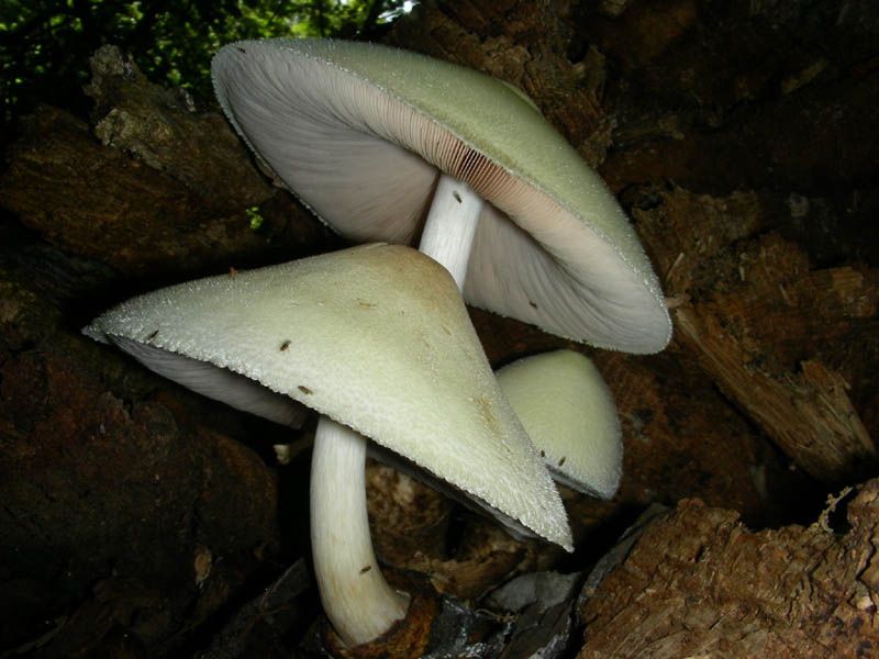 Volvariella bombycina in ottime condizioni f.il 10.08.2010.