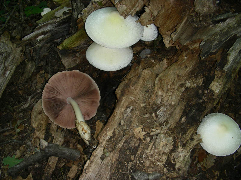 Volvariella bombycina in ottime condizioni f.il 10.08.2010.