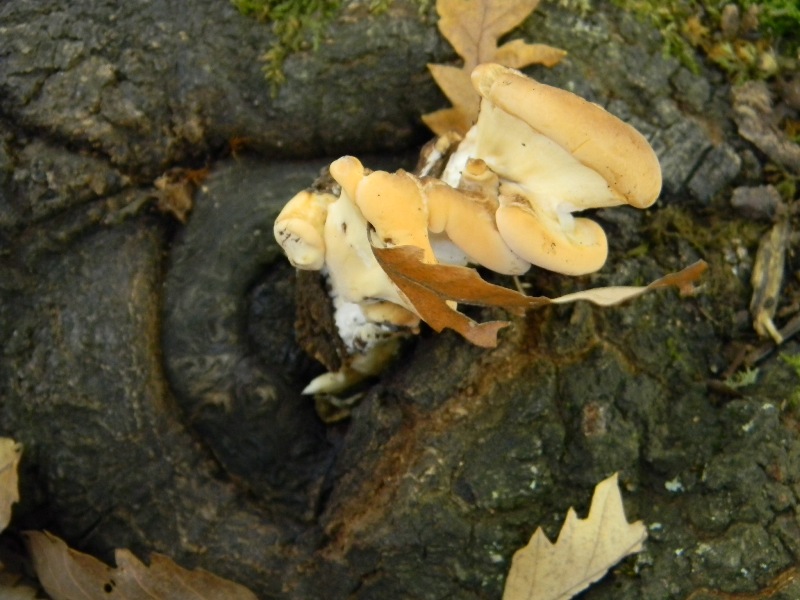 Ritr.del15.11.2011su tronco di Quercia (Meripilus giganteus)