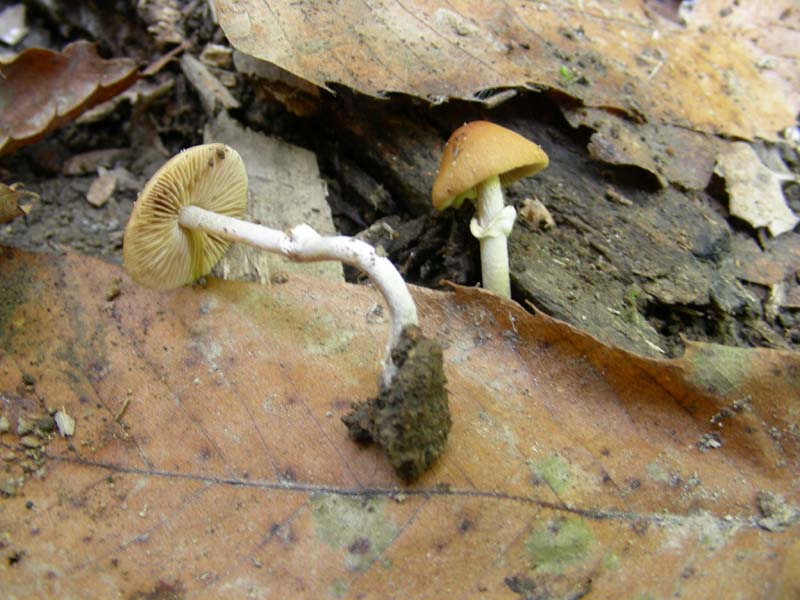 3 funghi fotografati ottobre sotto Castagno