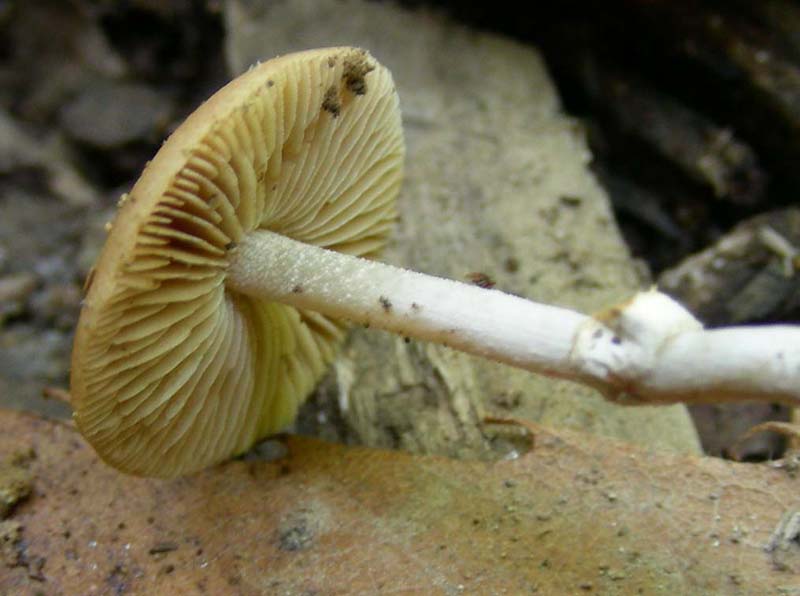 3 funghi fotografati ottobre sotto Castagno