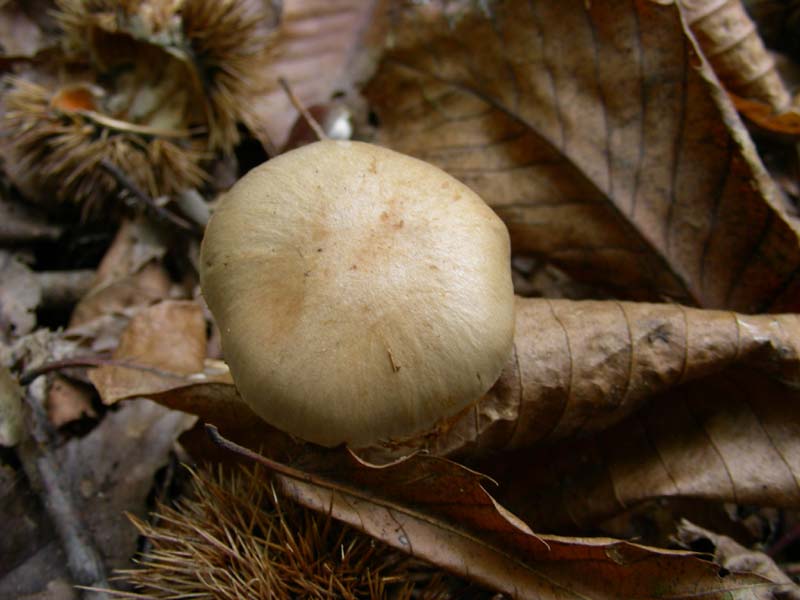 3 funghi fotografati ottobre sotto Castagno