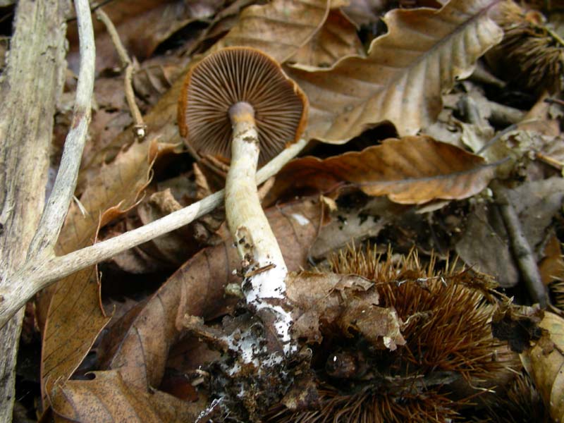 3 funghi fotografati ottobre sotto Castagno