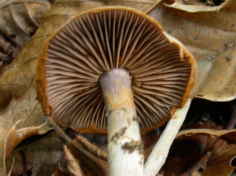 3 funghi fotografati ottobre sotto Castagno