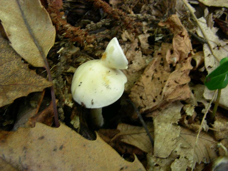 3 funghi fotografati ottobre sotto Castagno