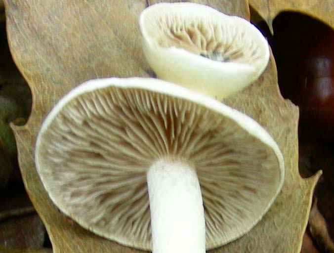 3 funghi fotografati ottobre sotto Castagno