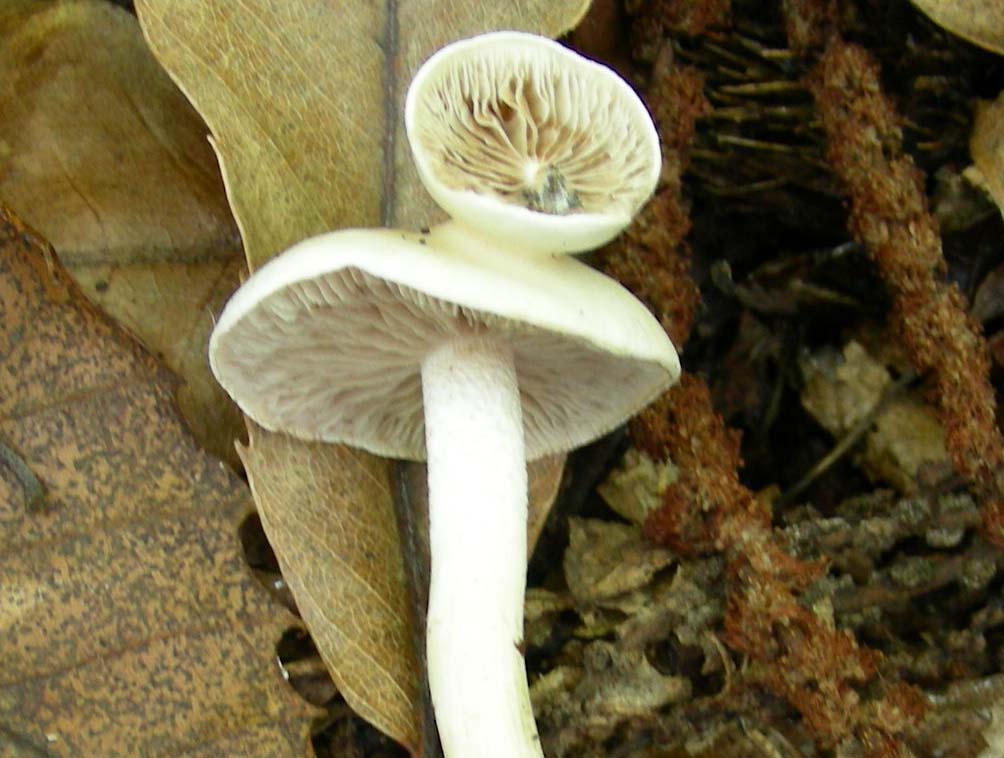 3 funghi fotografati ottobre sotto Castagno