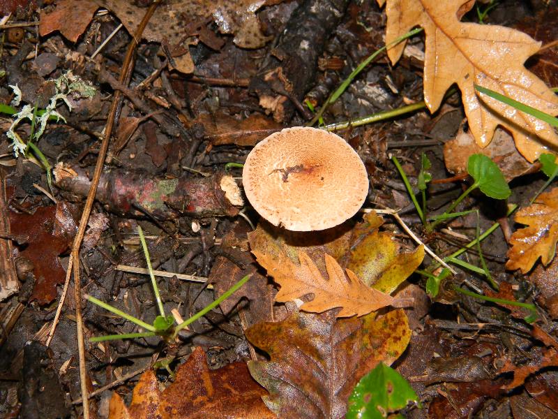 5)Ritrovamenti del 22.11.2011. sotto  Quercia