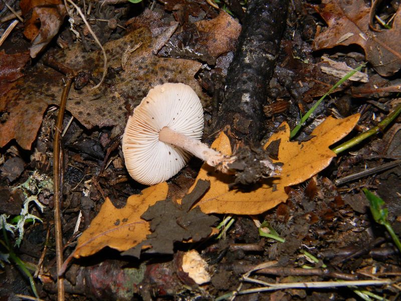 5)Ritrovamenti del 22.11.2011. sotto  Quercia