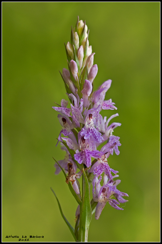 Dactylorhiza maculata subsp. saccifera / Orchidea saccifera