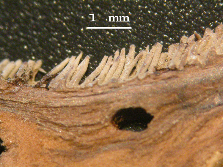 Aiuto su 2 specie - Ritr. 1 (Phellodon confluens)